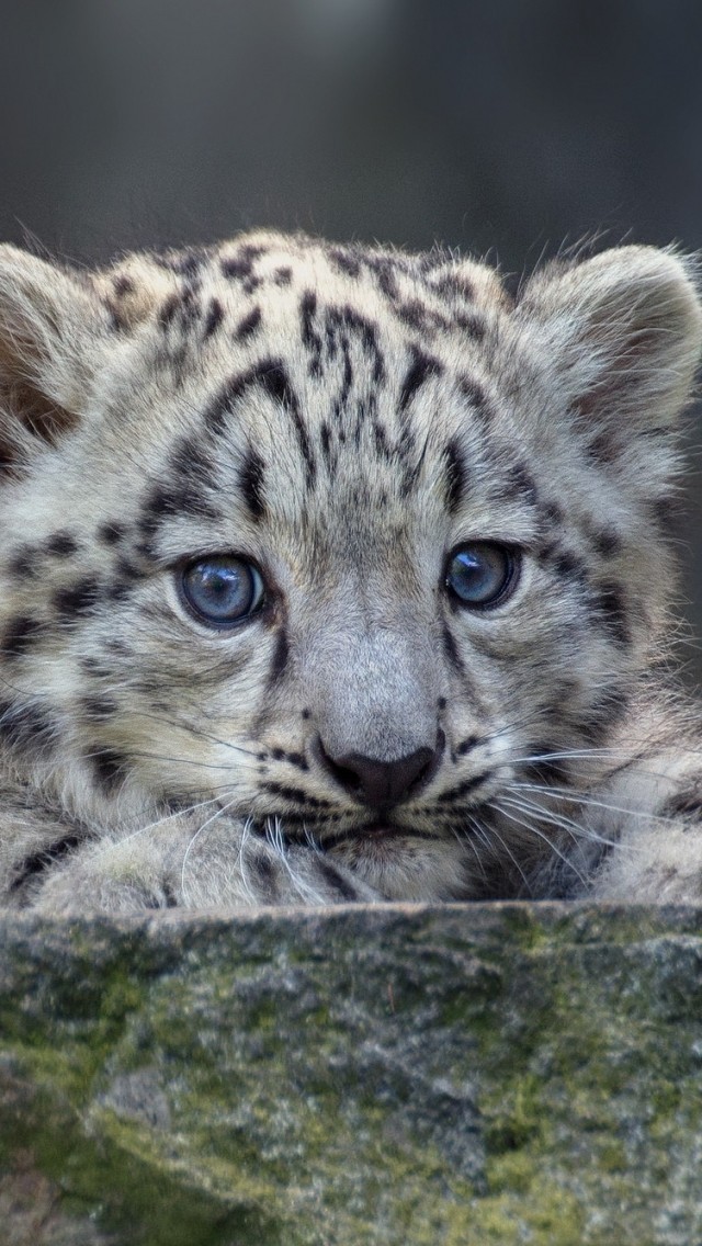 Download snow leopard 10.6 free